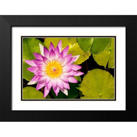 Water lily Puerto Vallarta Botanical Garden-Puerto Vallarta-Jalisco-Mexico Black Modern Wood Framed Art Print with Double Matting by DeFreitas, Michael