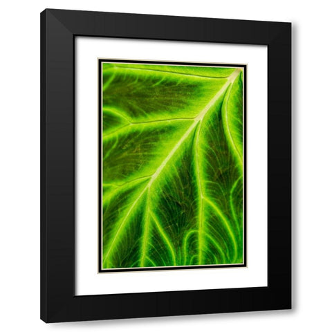 Leaf veins Puerto Vallarta Botanical Garden-Puerto Vallarta-Jalisco-Mexico Black Modern Wood Framed Art Print with Double Matting by DeFreitas, Michael