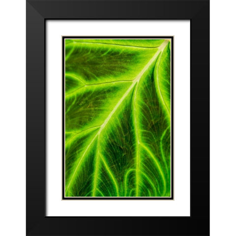 Leaf veins Puerto Vallarta Botanical Garden-Puerto Vallarta-Jalisco-Mexico Black Modern Wood Framed Art Print with Double Matting by DeFreitas, Michael
