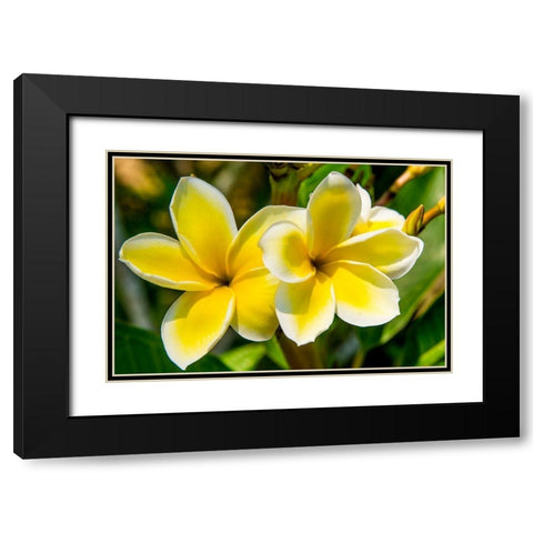 Puerto Vallarta Botanical Garden-Puerto Vallarta-Jalisco-Mexico Black Modern Wood Framed Art Print with Double Matting by DeFreitas, Michael