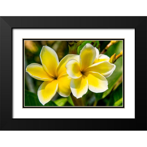 Puerto Vallarta Botanical Garden-Puerto Vallarta-Jalisco-Mexico Black Modern Wood Framed Art Print with Double Matting by DeFreitas, Michael
