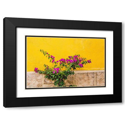 Plant against wall in Tlaquepaque-near Guadalajara-Jalisco-Mexico Black Modern Wood Framed Art Print with Double Matting by DeFreitas, Michael