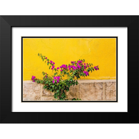 Plant against wall in Tlaquepaque-near Guadalajara-Jalisco-Mexico Black Modern Wood Framed Art Print with Double Matting by DeFreitas, Michael
