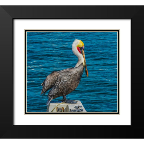 Brown pelican-Cabo San Lucas-Baja Mexico Black Modern Wood Framed Art Print with Double Matting by Perry, William