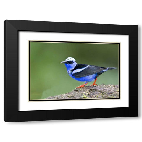Panama Red-legged honeycreeper on boulder Black Modern Wood Framed Art Print with Double Matting by Williams, Joanne