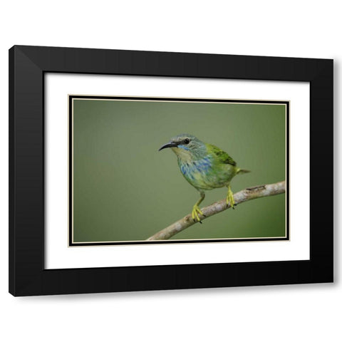 Panama, Gamboa Rainforest Shining honeycreeper Black Modern Wood Framed Art Print with Double Matting by Morris, Arthur
