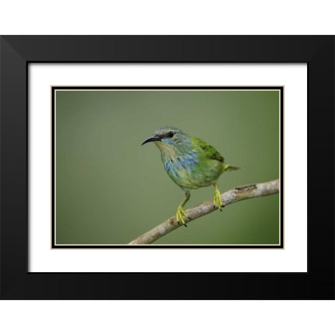 Panama, Gamboa Rainforest Shining honeycreeper Black Modern Wood Framed Art Print with Double Matting by Morris, Arthur
