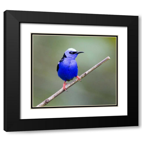 Panama, Red-legged honeycreeper bird on limb Black Modern Wood Framed Art Print with Double Matting by Williams, Joanne
