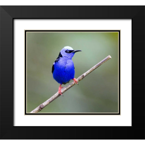 Panama, Red-legged honeycreeper bird on limb Black Modern Wood Framed Art Print with Double Matting by Williams, Joanne