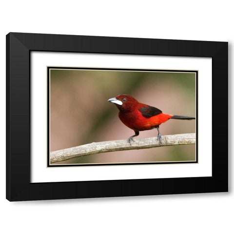 Panama Canal Zone Crimson-backed tanager on limb Black Modern Wood Framed Art Print with Double Matting by Williams, Joanne