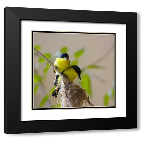 Panama Pair of golden-collared manikin birds Black Modern Wood Framed Art Print with Double Matting by Williams, Joanne