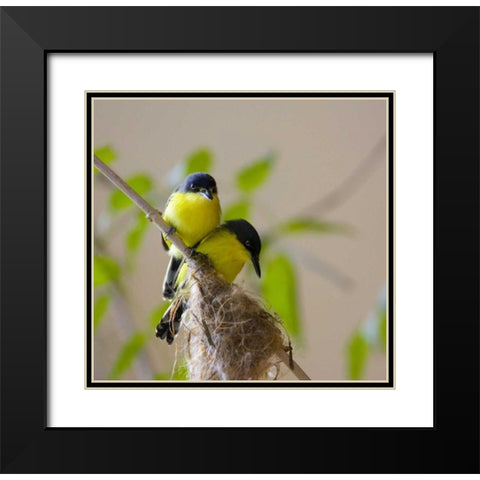 Panama Pair of golden-collared manikin birds Black Modern Wood Framed Art Print with Double Matting by Williams, Joanne