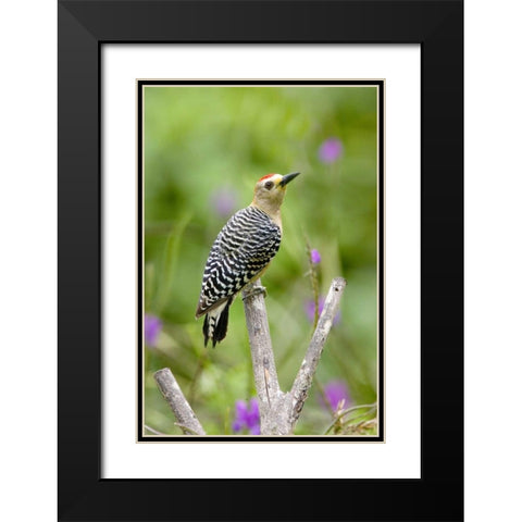 Panama Red-crowned woodpecker on branch stump Black Modern Wood Framed Art Print with Double Matting by Williams, Joanne