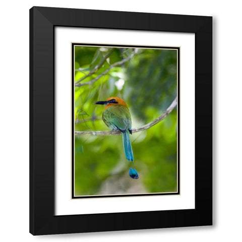 Panama, Panama Canal Zone Rufous mot mot on limb Black Modern Wood Framed Art Print with Double Matting by Williams, Joanne