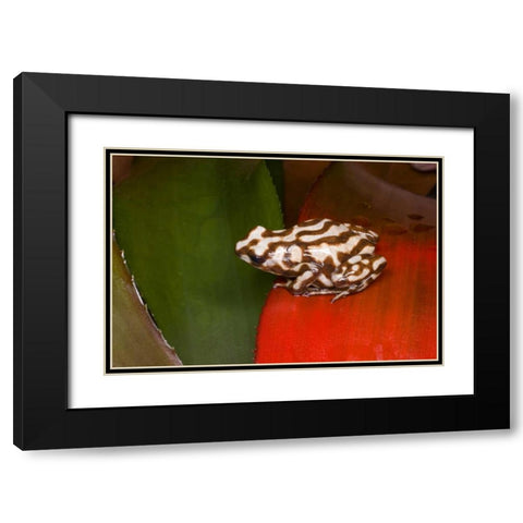 Panama A variety of poison dart frog on red leaf Black Modern Wood Framed Art Print with Double Matting by Zuckerman, Jim