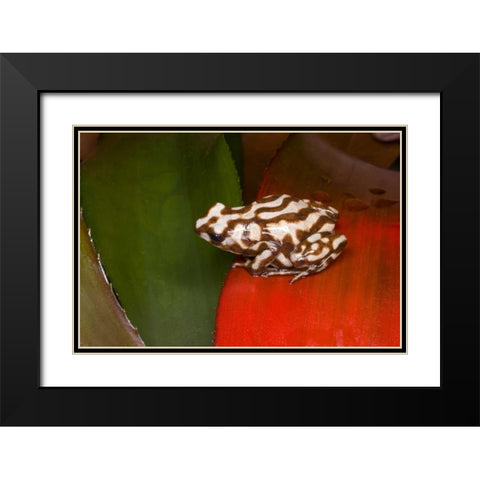 Panama A variety of poison dart frog on red leaf Black Modern Wood Framed Art Print with Double Matting by Zuckerman, Jim