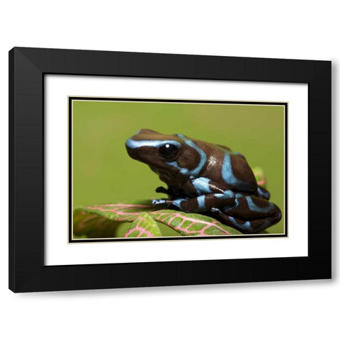 South America, Panama Blue and black dart frog Black Modern Wood Framed Art Print with Double Matting by Flaherty, Dennis