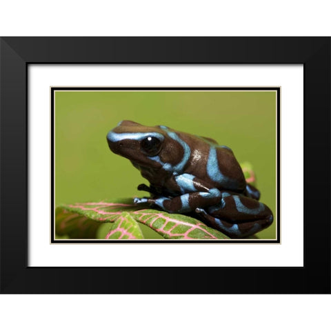 South America, Panama Blue and black dart frog Black Modern Wood Framed Art Print with Double Matting by Flaherty, Dennis