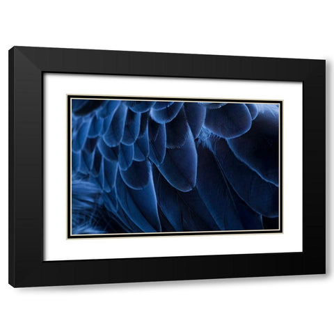 Pattern in feathers of Southern screamer or Crested screamer-native to Peru-Bolivia-Paraguay Black Modern Wood Framed Art Print with Double Matting by Jones, Adam