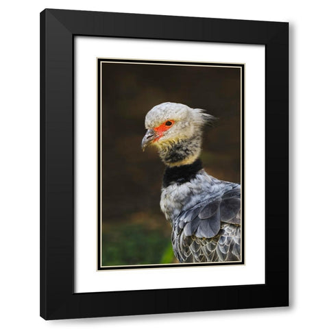 Southern screamer or Crested screamer-native to Peru-Bolivia-Paraguay Black Modern Wood Framed Art Print with Double Matting by Jones, Adam