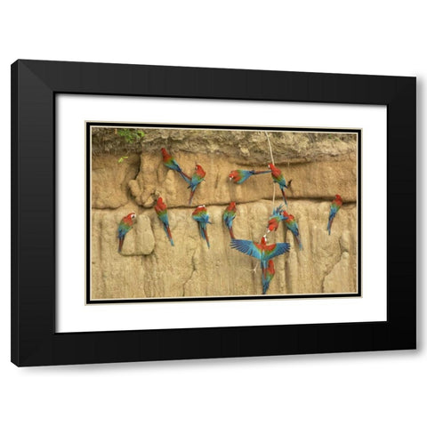 Peru, Amazon, Red and green macaws eating clay Black Modern Wood Framed Art Print with Double Matting by Kirkland, Dennis