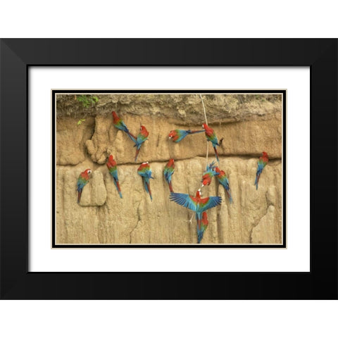 Peru, Amazon, Red and green macaws eating clay Black Modern Wood Framed Art Print with Double Matting by Kirkland, Dennis