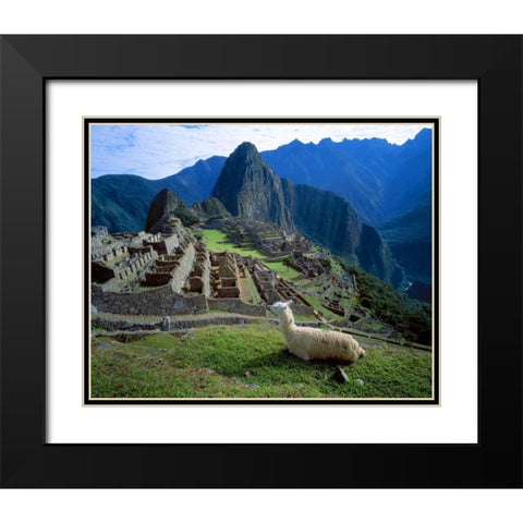 Peru A llama on a hill overlooking Machu Picchu Black Modern Wood Framed Art Print with Double Matting by Zuckerman, Jim