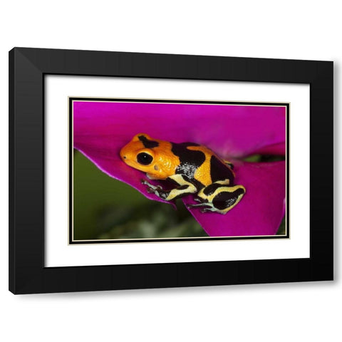 South America, Peru Intermedius imitator frog Black Modern Wood Framed Art Print with Double Matting by Flaherty, Dennis