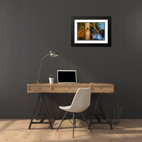 Blue-and-Yellow Macaw perched in trunk nest cavity-Peru Black Modern Wood Framed Art Print with Double Matting by Garber, Howie