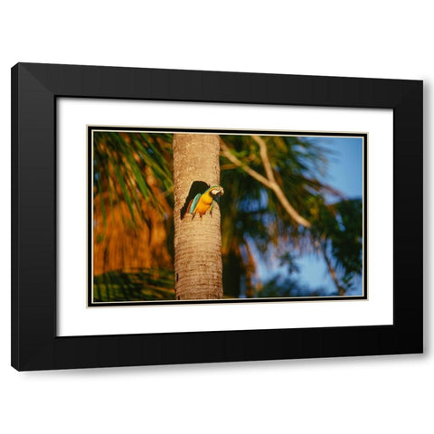 Blue-and-Yellow Macaw perched in trunk nest cavity-Peru Black Modern Wood Framed Art Print with Double Matting by Garber, Howie