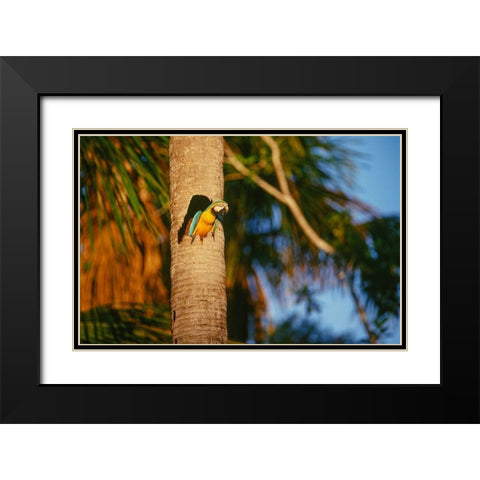 Blue-and-Yellow Macaw perched in trunk nest cavity-Peru Black Modern Wood Framed Art Print with Double Matting by Garber, Howie