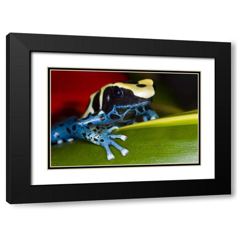 Republic of Surinam Poison dart frog on leaf Black Modern Wood Framed Art Print with Double Matting by Zuckerman, Jim