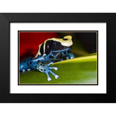 Republic of Surinam Poison dart frog on leaf Black Modern Wood Framed Art Print with Double Matting by Zuckerman, Jim