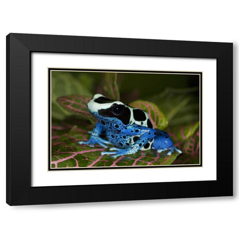 South America, Surinam Patricia poison dart frog Black Modern Wood Framed Art Print with Double Matting by Flaherty, Dennis