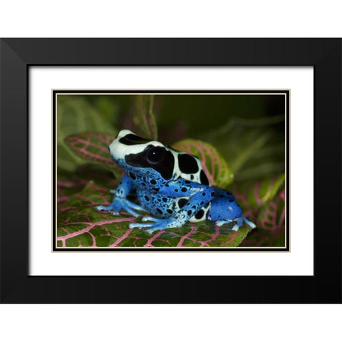 South America, Surinam Patricia poison dart frog Black Modern Wood Framed Art Print with Double Matting by Flaherty, Dennis