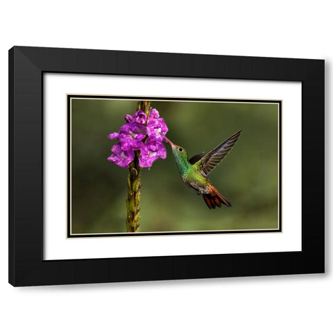 Rufous tailed hummingbird-Costa Rica Black Modern Wood Framed Art Print with Double Matting by Jones, Adam