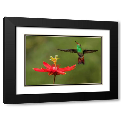 Rufous tailed hummingbird-Costa Rica Black Modern Wood Framed Art Print with Double Matting by Jones, Adam