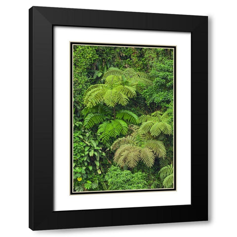 Cloud forest trees and vegetation in the mountains of Bajos del Toro Amarillo-Sarchi-Costa Rica Black Modern Wood Framed Art Print with Double Matting by Jones, Adam