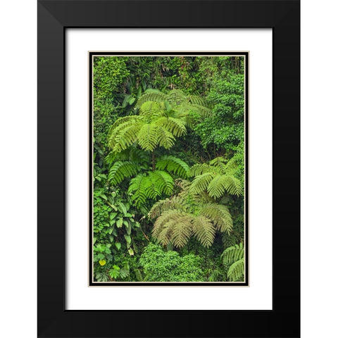 Cloud forest trees and vegetation in the mountains of Bajos del Toro Amarillo-Sarchi-Costa Rica Black Modern Wood Framed Art Print with Double Matting by Jones, Adam