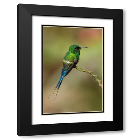 Green Thorntail hummingbird perched on plant-Costa Rica Black Modern Wood Framed Art Print with Double Matting by Jones, Adam