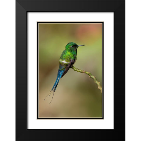 Green Thorntail hummingbird perched on plant-Costa Rica Black Modern Wood Framed Art Print with Double Matting by Jones, Adam
