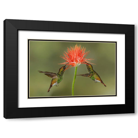 Pair of Coppery Headed Emerald hummingbirds feeding on flower-Costa Rica Black Modern Wood Framed Art Print with Double Matting by Jones, Adam
