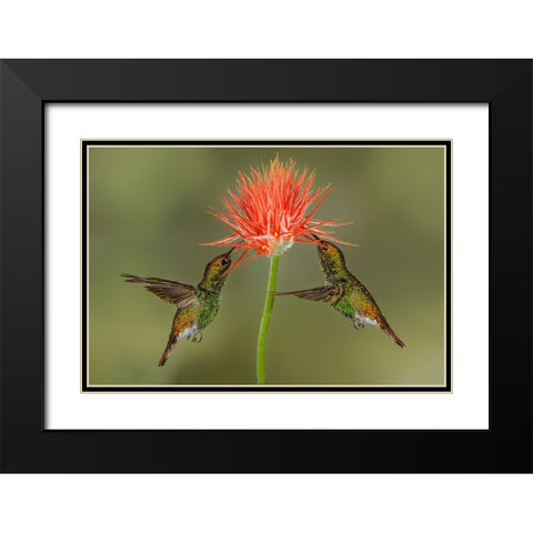 Pair of Coppery Headed Emerald hummingbirds feeding on flower-Costa Rica Black Modern Wood Framed Art Print with Double Matting by Jones, Adam