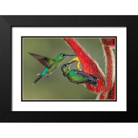 Green Crowned Brilliant hummingbird-Costa Rica Black Modern Wood Framed Art Print with Double Matting by Jones, Adam