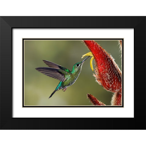 Green Crowned Brilliant hummingbird-Costa Rica Black Modern Wood Framed Art Print with Double Matting by Jones, Adam
