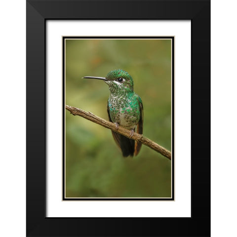 Green Crowned Brilliant hummingbird-Costa Rica Black Modern Wood Framed Art Print with Double Matting by Jones, Adam