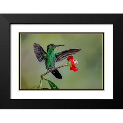 Green Crowned Brilliant hummingbird-Costa Rica Black Modern Wood Framed Art Print with Double Matting by Jones, Adam