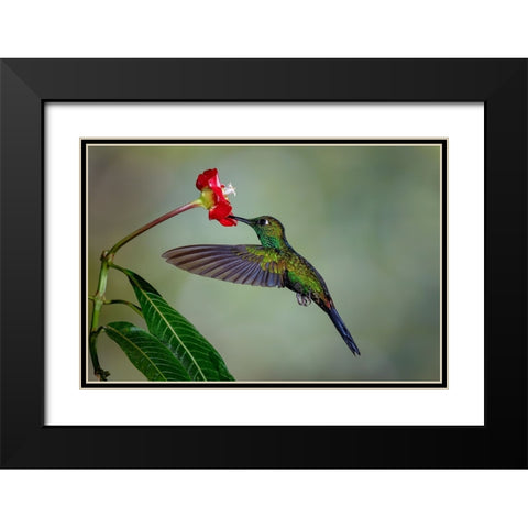 Green Crowned Brilliant hummingbird-Costa Rica Black Modern Wood Framed Art Print with Double Matting by Jones, Adam