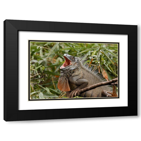 Green Iguana-Costa Rica Black Modern Wood Framed Art Print with Double Matting by Jones, Adam