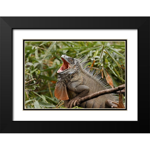 Green Iguana-Costa Rica Black Modern Wood Framed Art Print with Double Matting by Jones, Adam